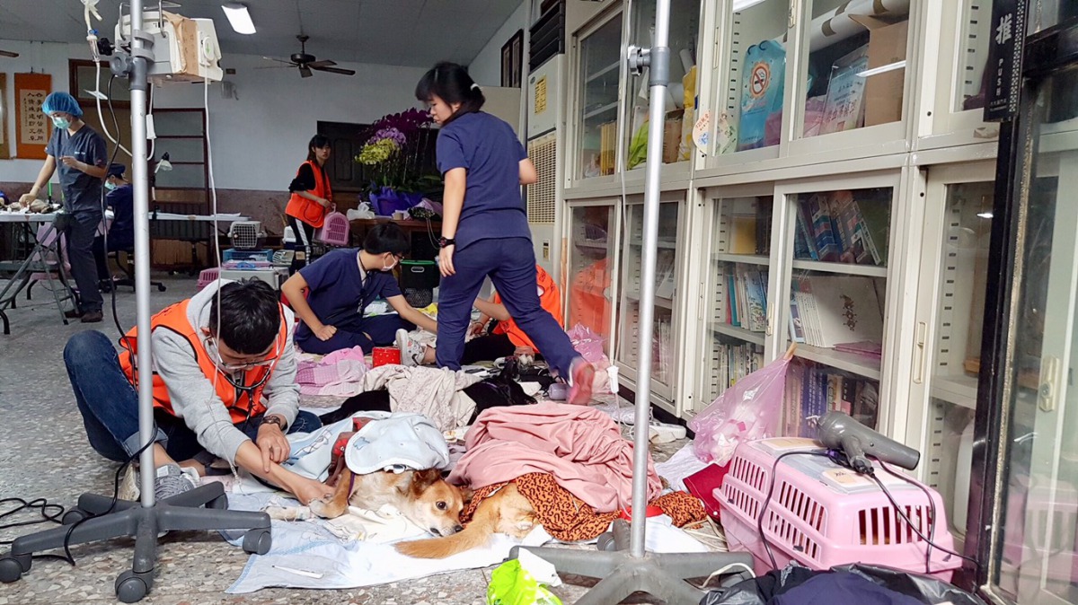 犬貓的術後照顧。 台中市動保處/提供