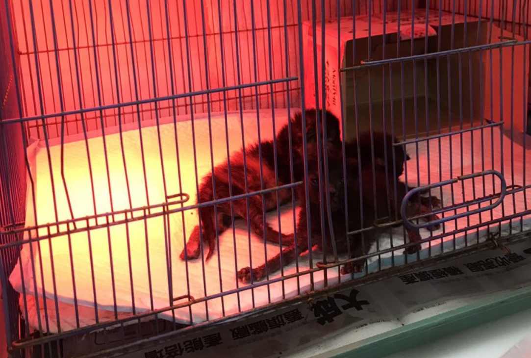 小奶貓無法自行調節體溫，需使用保溫燈保溫。 新北市動保處/提供