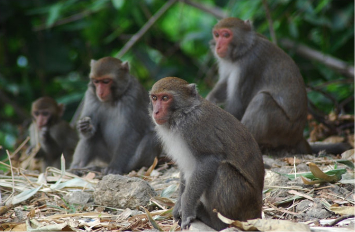 今年起在高雄餵食獼猴將開罰5000至15000元的罰鍰。 新聞網資料照片 林金福/提供
