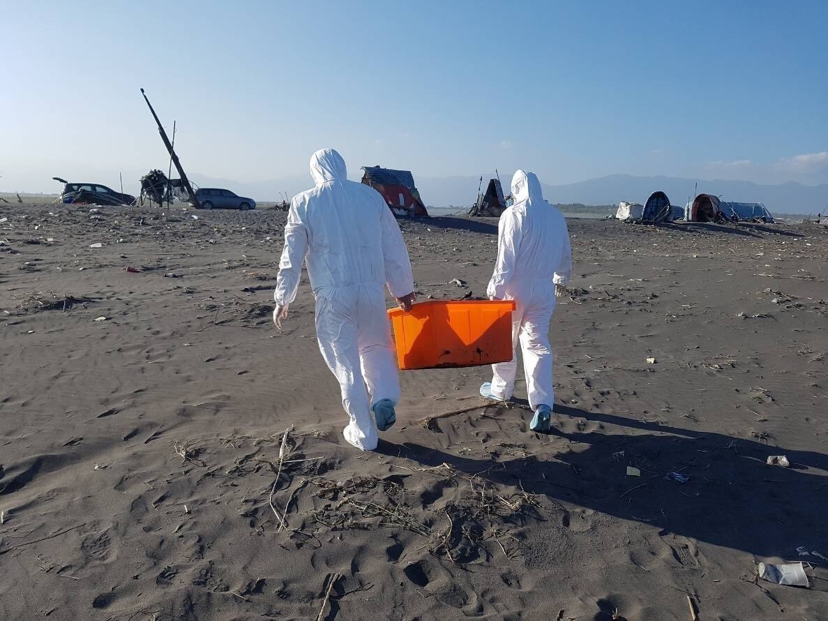 宜蘭縣動植物防疫所防疫人員將豬隻屍體帶回銷毀。宜蘭縣農業處/提供