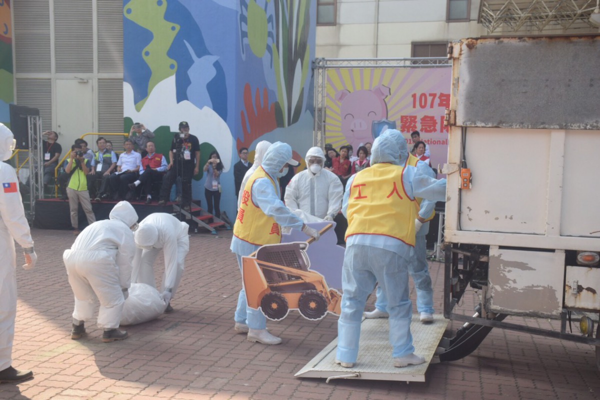 搬運豬隻屍體。 姚崇仁/攝