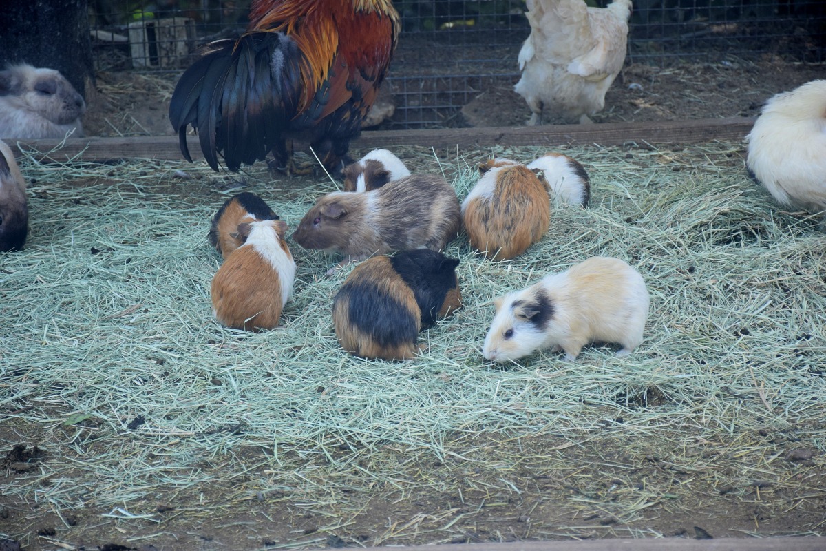 可愛動物區的天竺鼠。 姚崇仁/攝