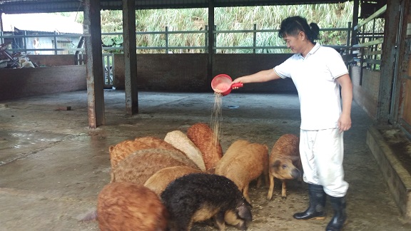 楊老闆每日用飼料餵食綿羊豬。 新北市動保處/提供