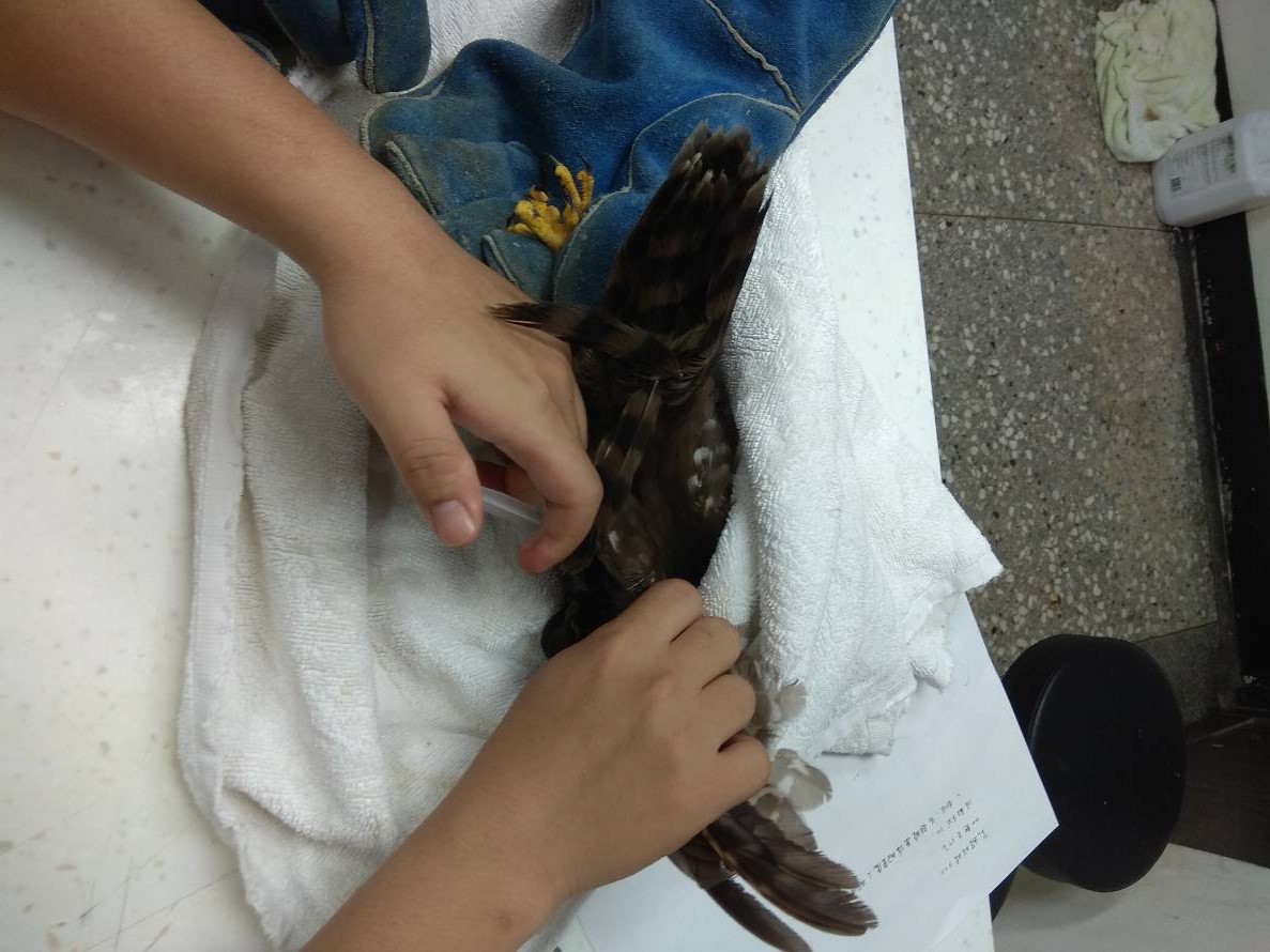 獸醫師利用輸液治療身體虛弱的褐鷹鴞。 新北市動保處/提供