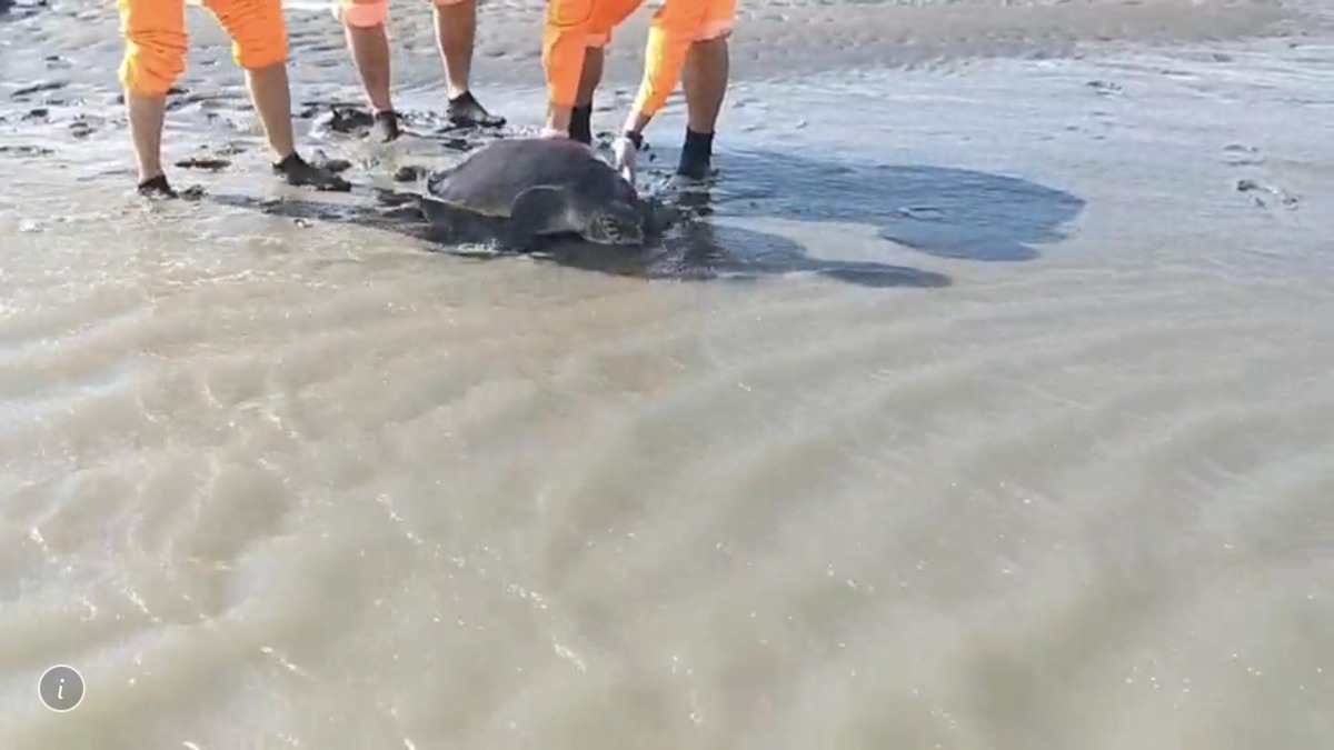 海巡人員將欖蠵龜帶到三條崙海水浴場野放。第四岸巡隊/提供