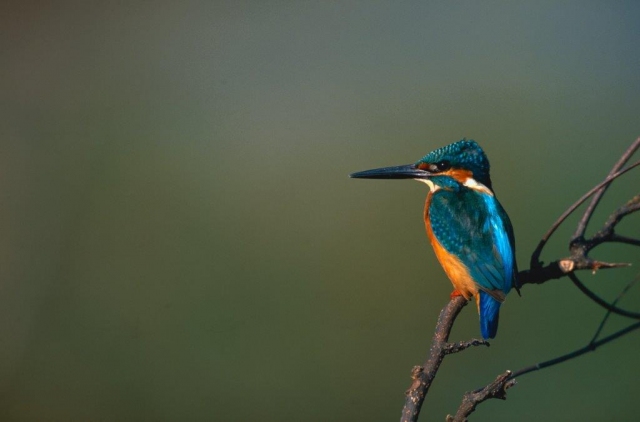 金門國家公園的一般翠鳥。 金管處/提供