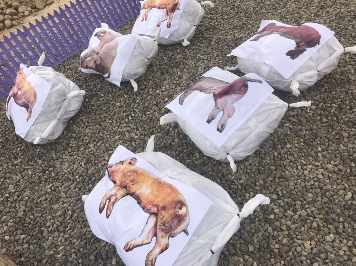 演習中以感染非洲豬瘟的豬隻圖片代替。 姚崇仁/攝