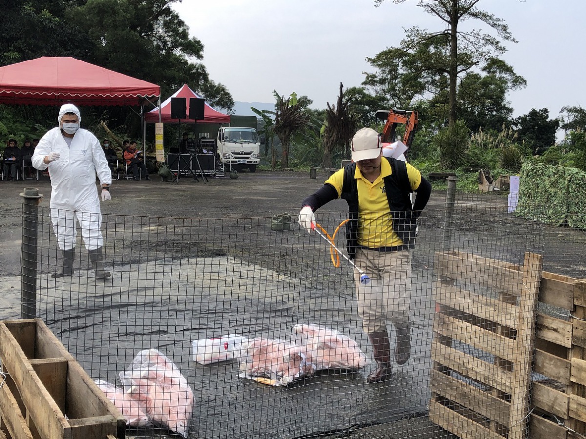 基隆動物防疫所23日舉辦非洲豬瘟防疫模擬演習。 基隆市政府/提供