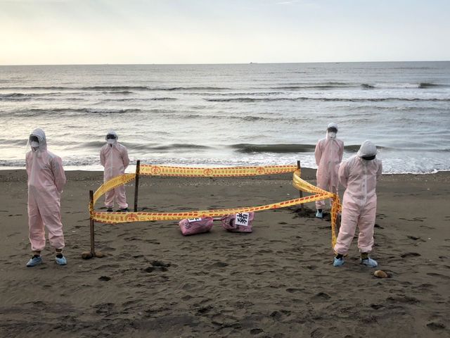 海巡第八岸巡隊模擬演習發現病死豬的處理程序。 第八岸巡隊/提供