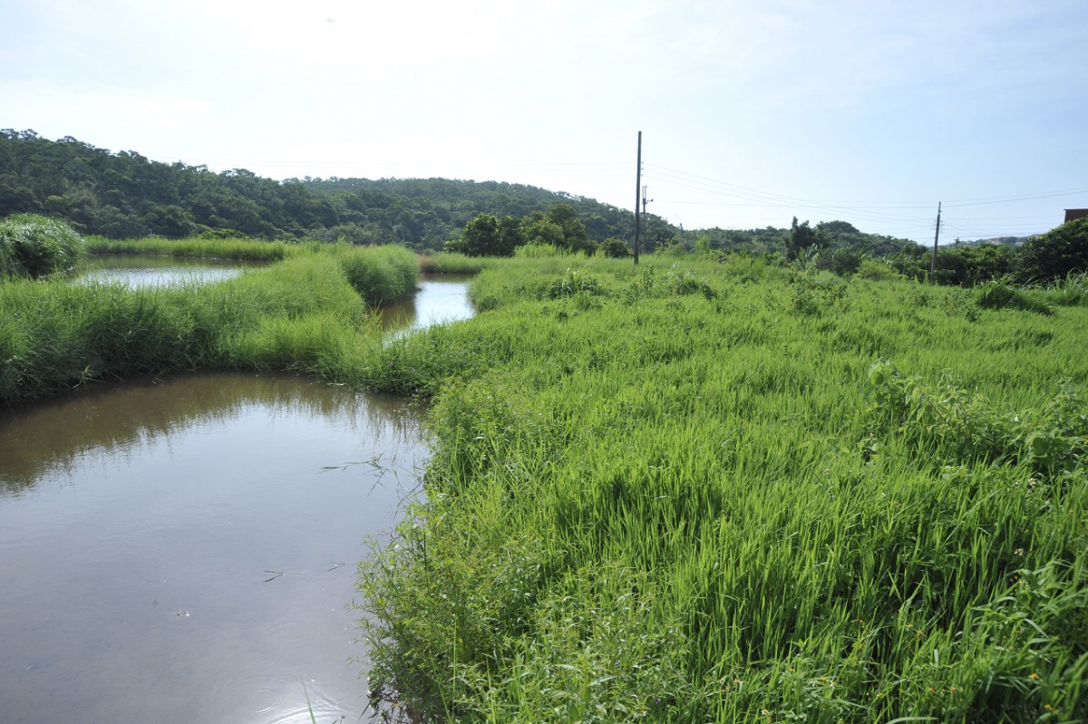 台北赤蛙對於環境相當挑剔，需要大家一同來守護。 新北市農業局/提供