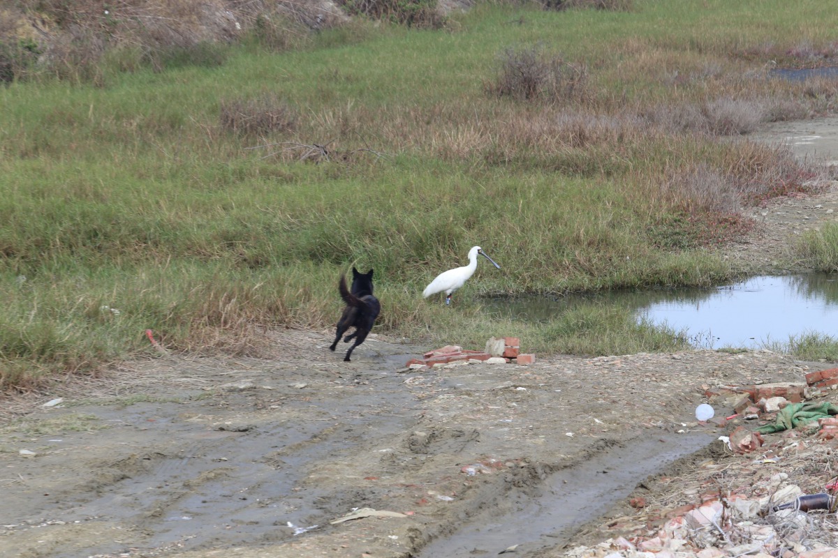 T84在野放後差一點遭到流浪犬襲擊。嘉義縣政府/提供