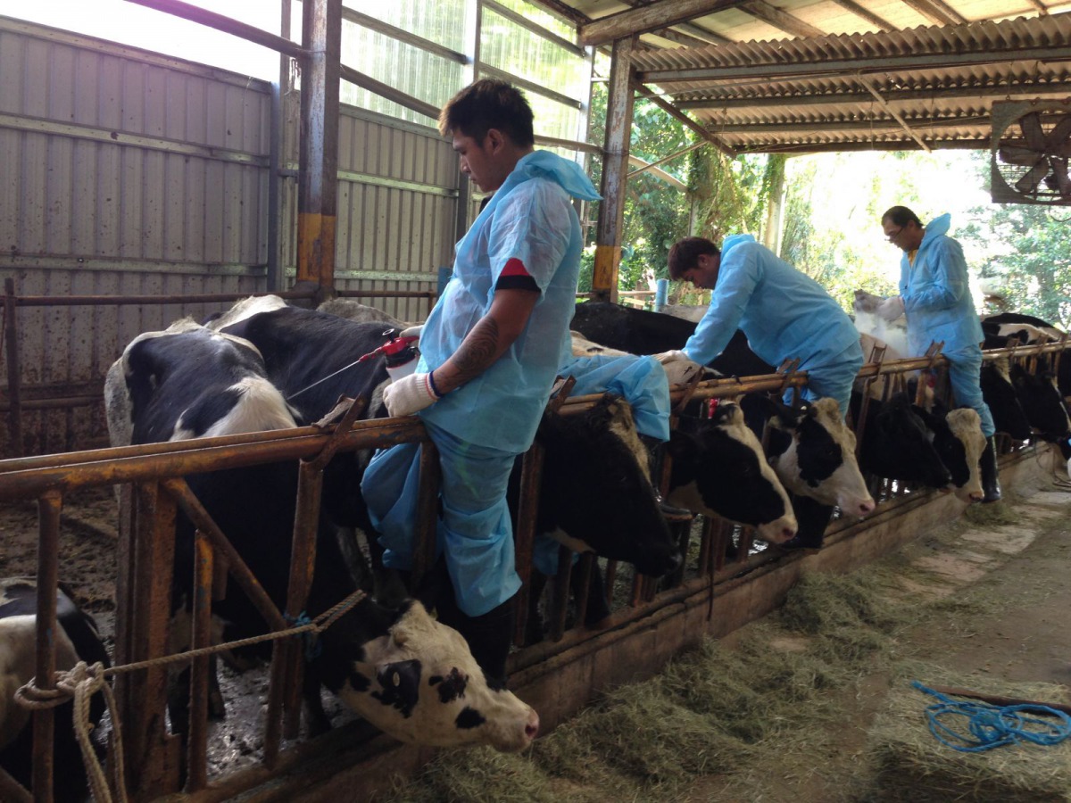 使用液態氮烙印前會先用酒精溼潤牛隻體表。 新北市動保處/提供