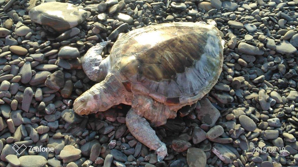 海龜被發現時已死亡多時，最後決定就地掩埋。 第六岸巡隊/提供