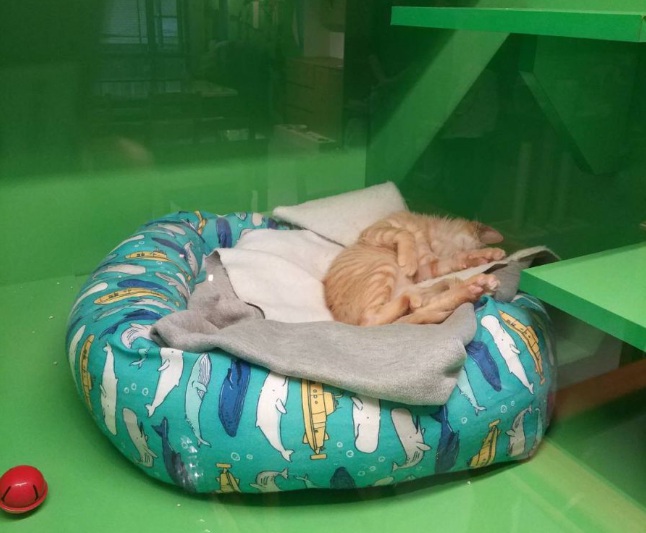 飼主替毛小孩挑選寵物住宿時應注意是否為合法業者。 新北市動保處/提供