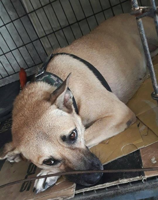 在高雄女中生活5年多的校犬「安安」。台灣動物緊急救援小組/提供