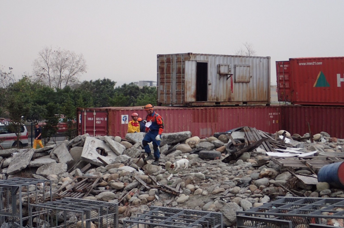 台東縣消防局第一隻自行培育的搜救犬「凱弟」進行瓦礫堆搜索評測。 台東縣政府/提供