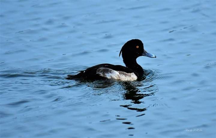 鳳頭潛鴨也是在茄萣濕地可以觀賞到的水鳥種類之一。 高雄市工務局/提供