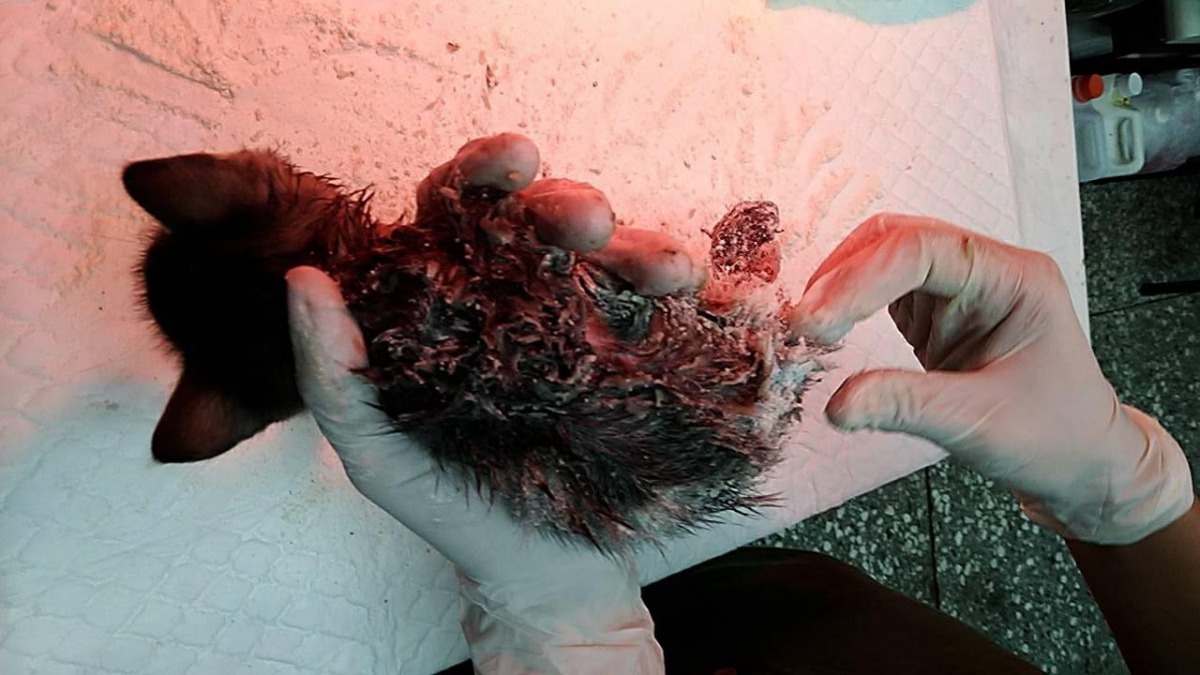 獸醫師利用食用油和麵粉幫助貓咪脫困。 新北市動保處/提供