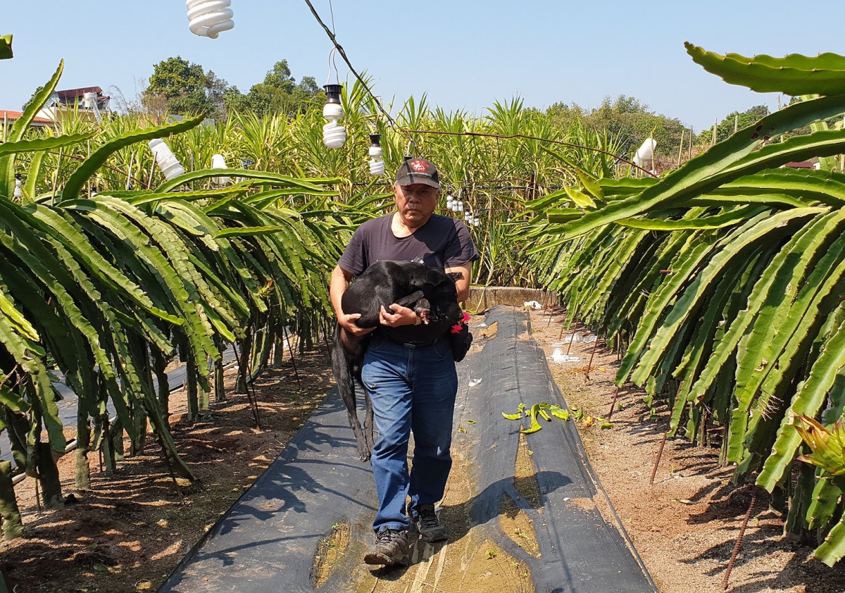 台灣動物緊急救援小組大隊長倪兆成將受傷浪犬救出。灣動物緊急救援小組/提供