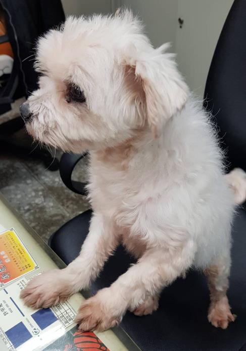 「內瑪爾」康復後相當活潑。 新北市動保處/提供