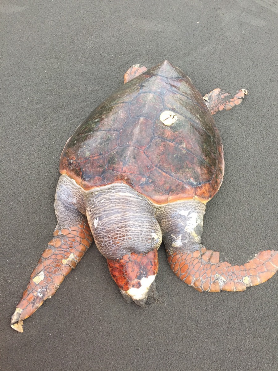 八里沿海沙灘上發現到的死亡赤蠵龜。 第八岸巡隊/提供