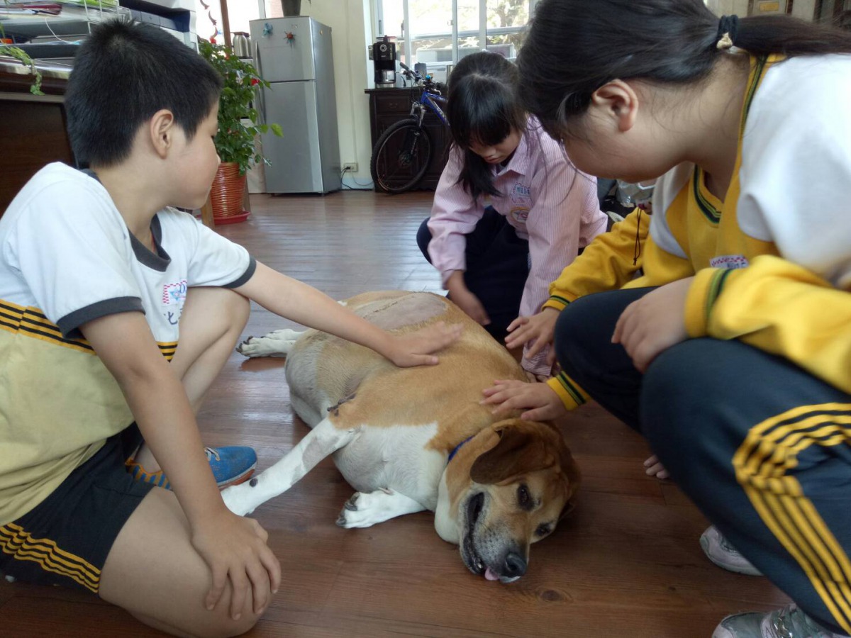 「小白襪」回到學校後小朋友們紛紛上前關心。 新北市動保處/提供