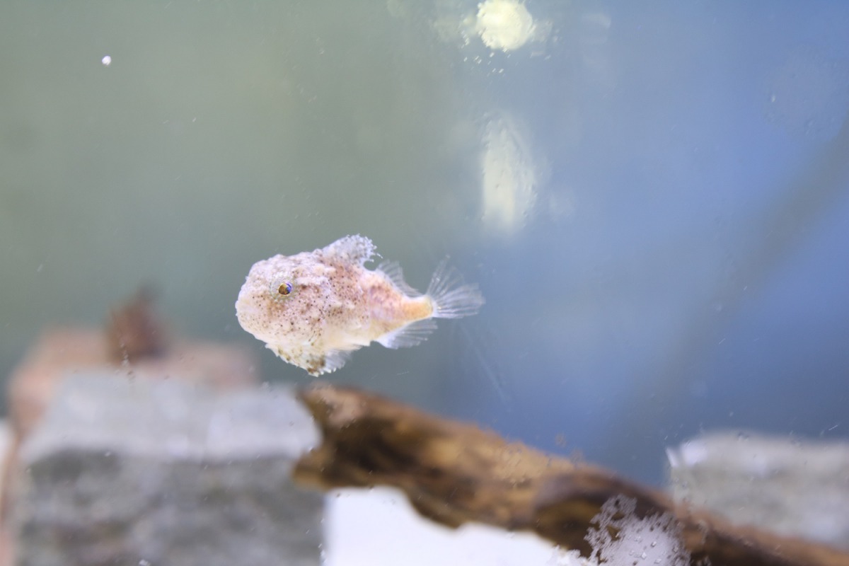 要看到「波妞魚」離開吸住的物體游泳是相當難得的。 屏東海生館/提供