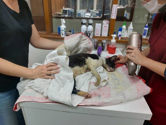 動保員利用吹風機幫助貓咪提高體溫。 新北市動保處/提供
