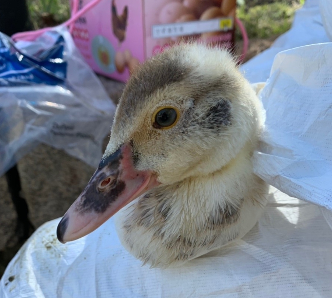 水池內禽鳥健康狀況都正常。 新北市動保處/提供