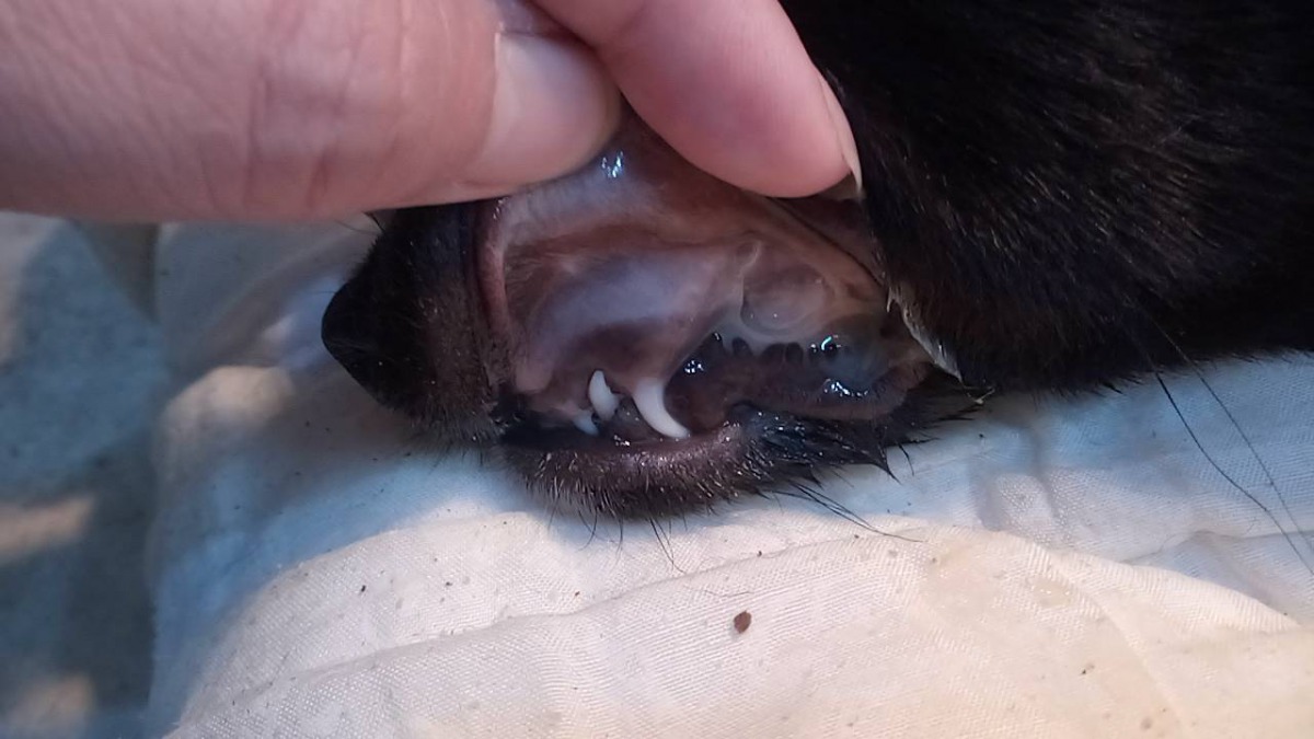 幼犬牙齦蒼白沒有血色。中華民國保護動物協會/提供