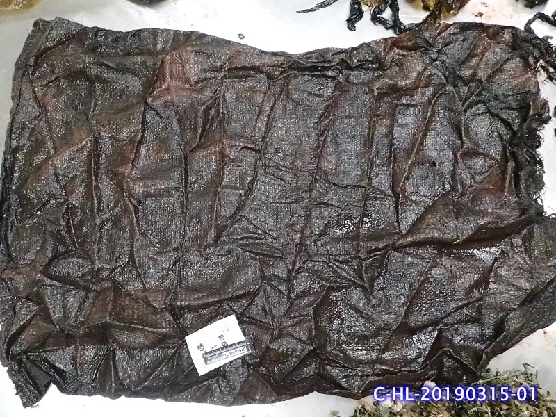 柯氏喙鯨體內的麻布袋。海洋保育署/提供