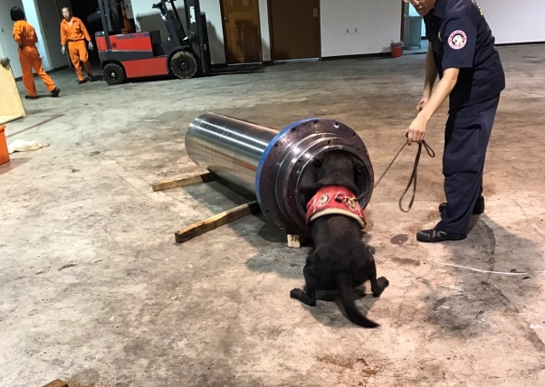 基隆關緝毒犬「Forest」經過充分的社會化訓練，在邊境成功多次緝獲毒品。 關務署/提供