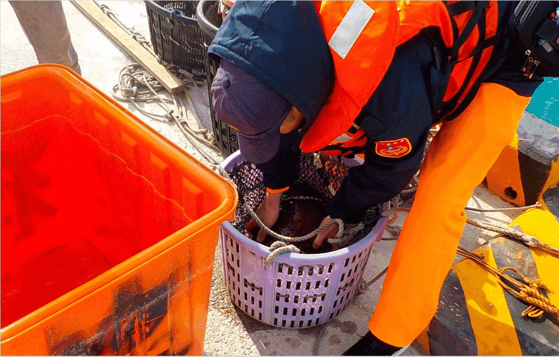 澎湖在1月中有隻遭漁網纏繞住的綠蠵龜。 岸巡七總隊/提供
