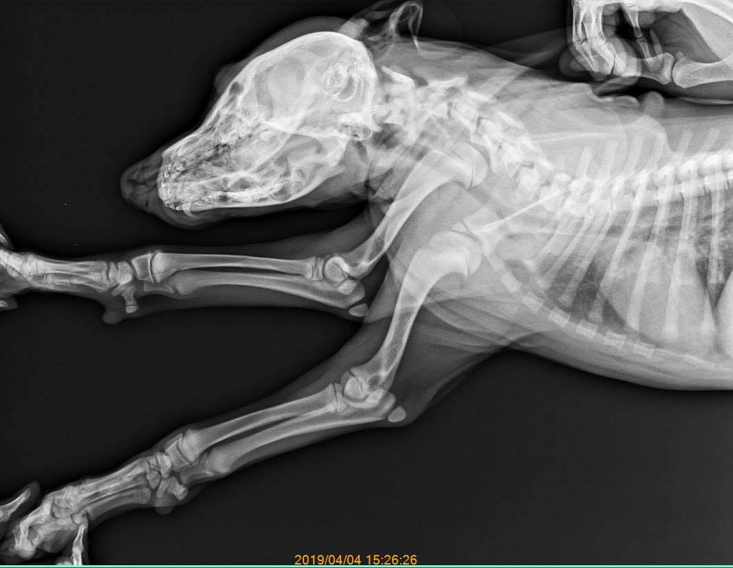 經檢查受虐幼犬並無骨折及錯位。翻攝/徐園長護生園