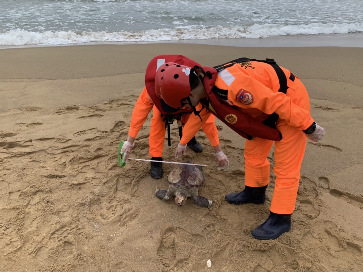 擱淺死亡於東北角龍洞岸際的綠蠵龜。 第二岸巡隊/提供