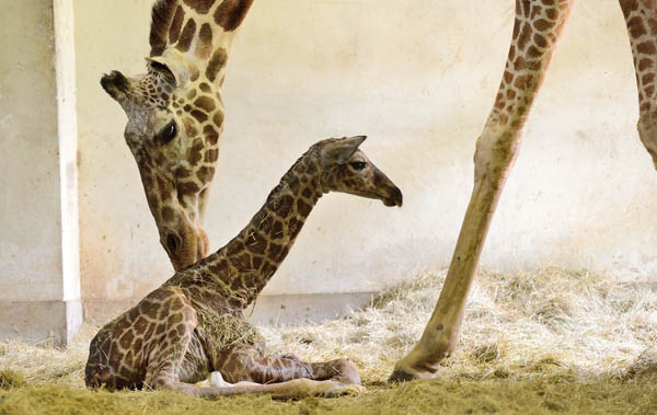 2015年剛出生的「宵璋」。 資料照片 台北市立動物園/提供