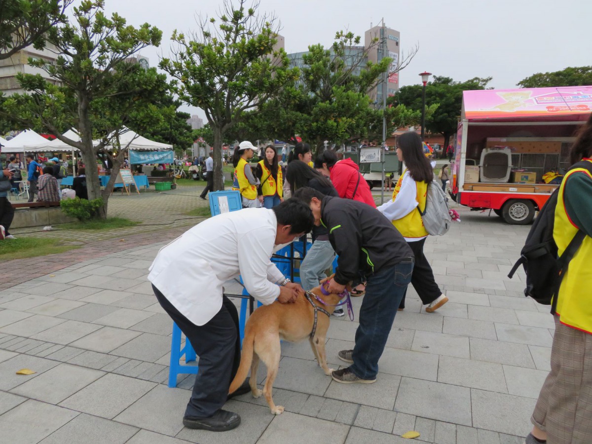 認養活動現場提供50個免費施打狂犬病疫苗及寵登名額。 新北市動保處/提供