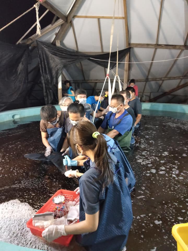 領航鯨進入搶救池後進行抽血檢查。 成大海洋生物暨鯨豚研究中心/提供