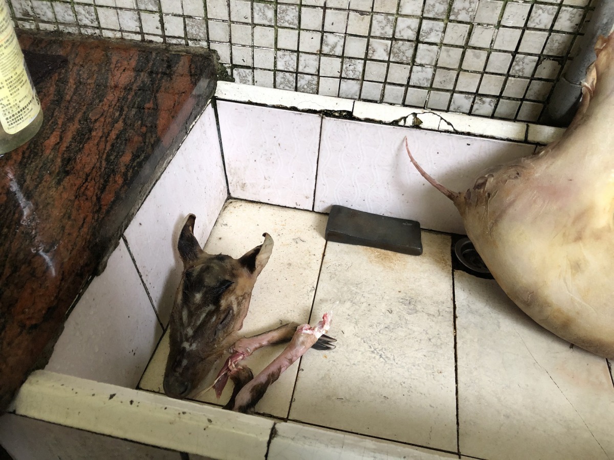 不到6個月大的小山羌，頭部及四肢都遭到支解。基隆市動保所/提供