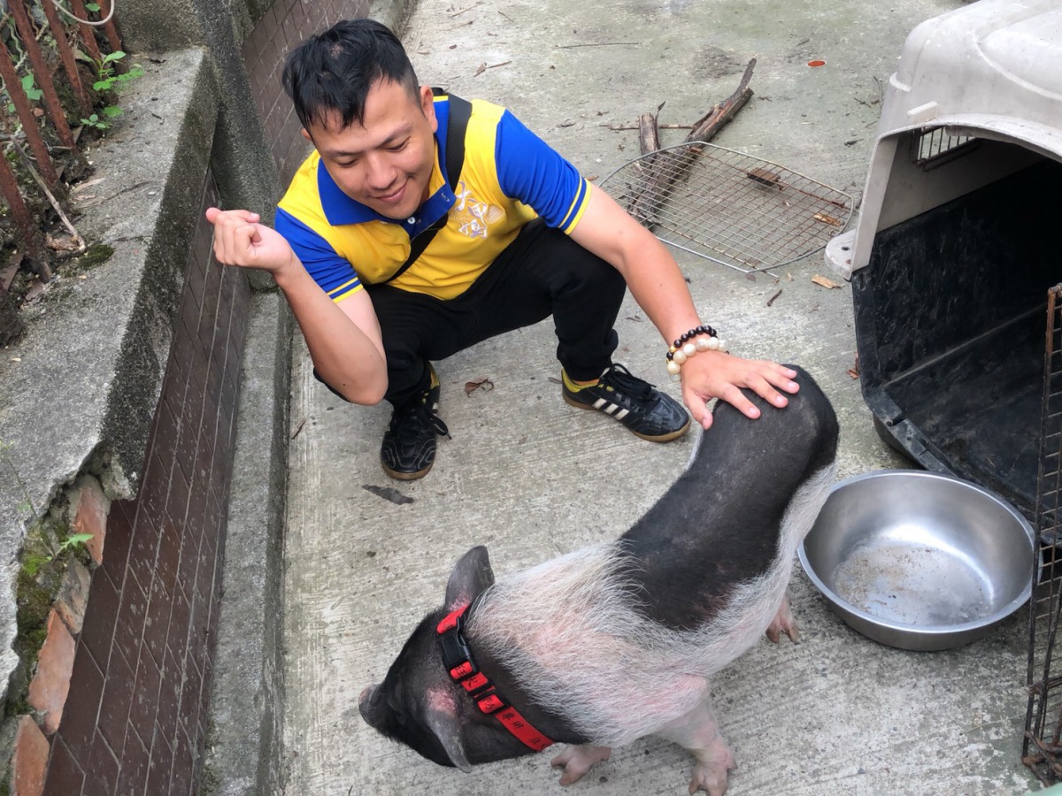 鄭先生見到麝香豬後便愛不釋手決定領養回家。 新北市動保處/提供