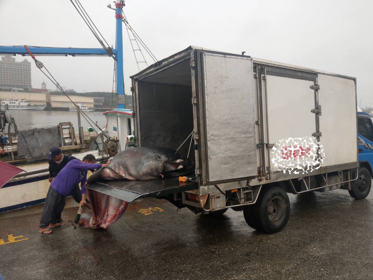 巨口鯊隨後由船主拍賣利用。第十二岸巡隊/提供