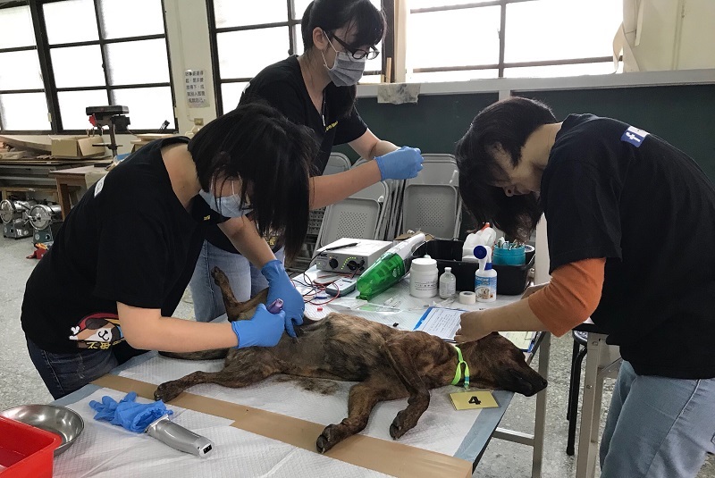 絕育手術前先替毛小孩剃毛。台中市動保處/提供
