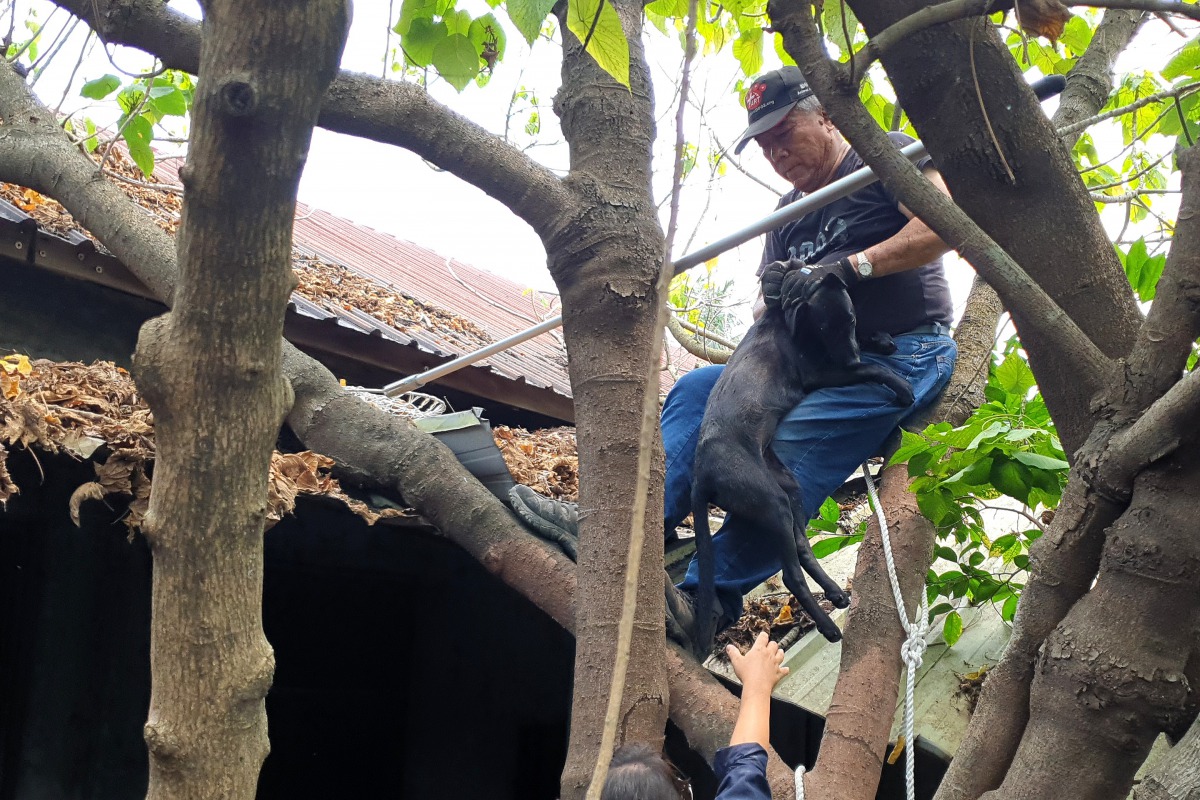 救援小組最後利用吹箭將黑犬從屋頂上救出。台灣動物緊急救援小組/提供