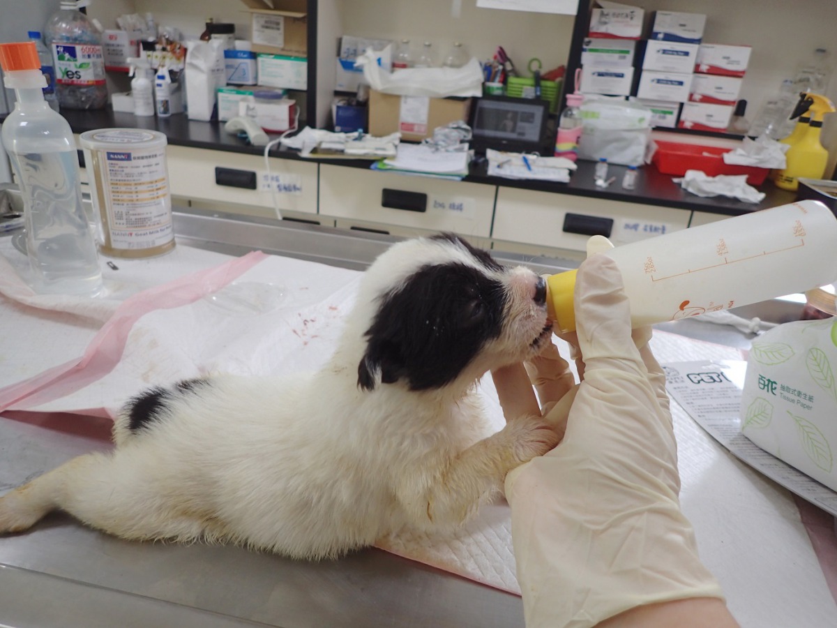 若有未離乳的犬貓送至收容所，獸醫師也會充當奶媽。 苗栗縣動物保護防疫所/提供