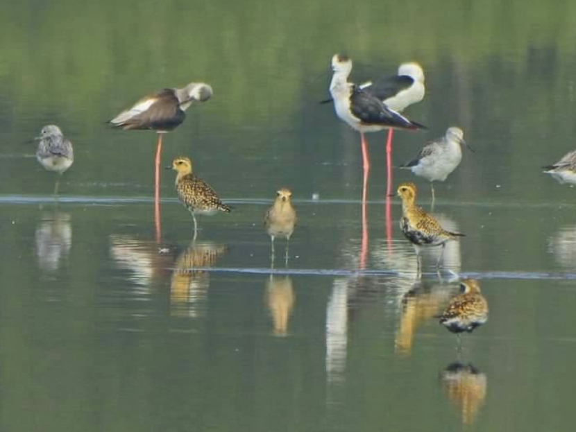 永安濕地在候鳥季常見的金斑鴴(前者)與高蹺鴴。永安濕地解說教育中心/提供