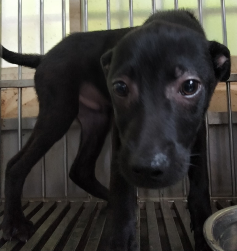 個性最為害羞內向的「小黑哥」。 新北市動保處/提供