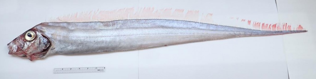 在七股沿海捕獲1尾新紀錄種石川粗鰭魚。 台江管理處/提供