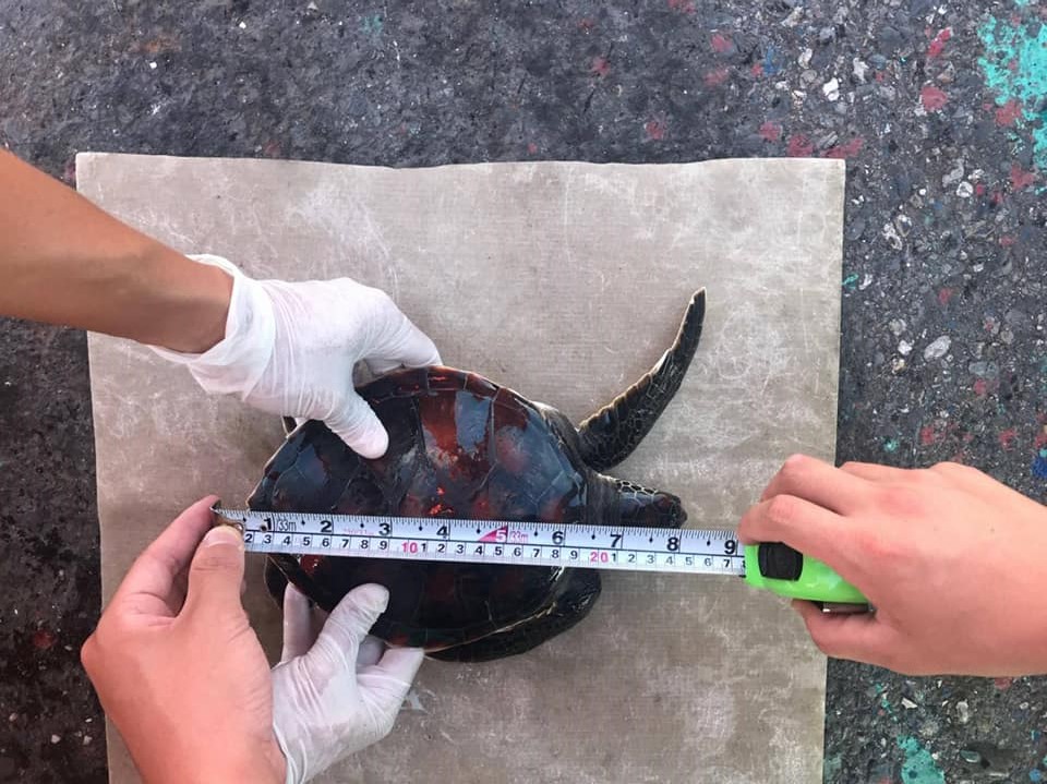 海龜體長約20公分，是一隻剛出生的幼龜。  取自/成大海洋生物及鯨豚研究中心