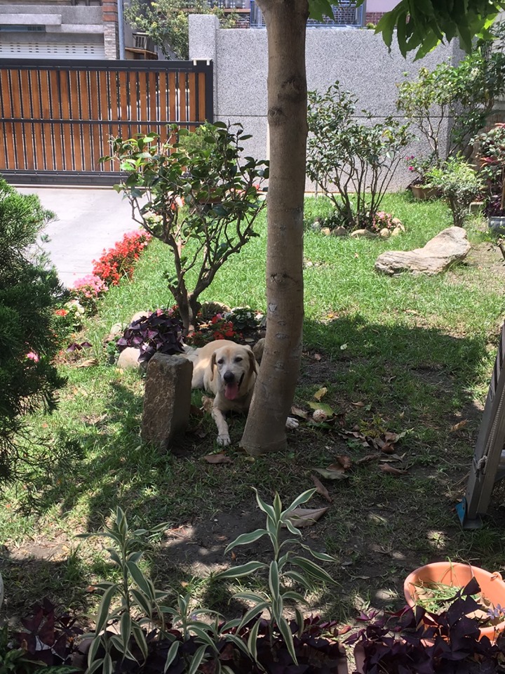 「祥和」在新家過著快樂的退休生活。台東縣消防局/提供