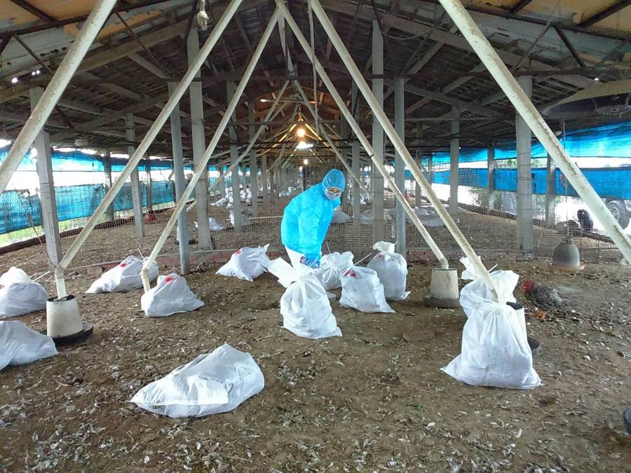 彰化縣動物防疫所人員進行撲殺作業。 彰化縣動物防疫所/提供